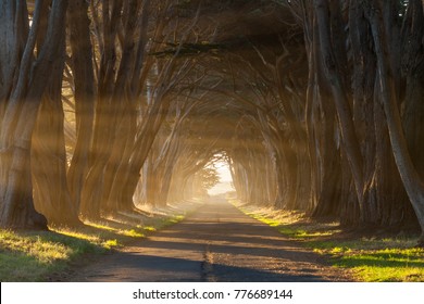 Point Reyes cypress tree tunnel morning sunshine