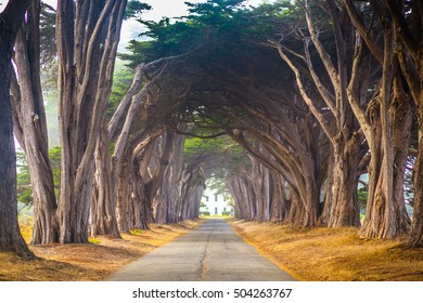 Point Reyes Cyress Tree Tunnel
