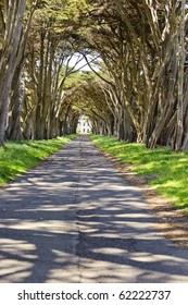 Point Reyes National Seashore, California - A tunnel of cypress trees leads to the historic 1929 RCA building that housed a powerful radio transmitter of that era. The call sign was KPH.
