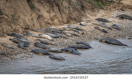 Point Reyes National Seashore, Elephant Seals return for pupping season.