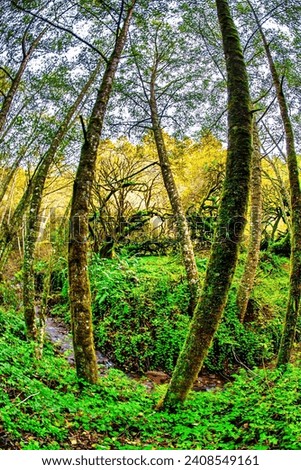 Point Reyes, United States - November 11 2011 : the Point reyes forest with trails and hikes in the national park in zen-like and a great place to be fully in nature