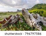 Point State Park sits on a lushly forested promontory beside the Pacific Ocean. 