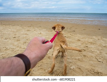 A point of view image of a pet dog pulling hard on it's leash that is held by a male hand and arm whilst running towards the ocean on a deserted, sandy beach.