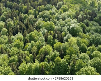 Point of view looking down from a high metal platform onto a lush green forest canopy