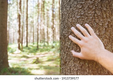 Point Of View Of Male Hand Touching Pine Tree Trunk In Summer Forest. Concept Of Care For Environment.