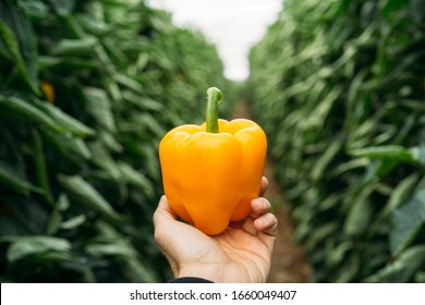 Point of view of a man's hand holding a yellow pepper in a greenhouse. Ecological cultivation - Powered by Shutterstock