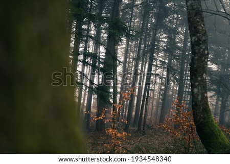 Point of view of a misty forest from the back of a tree.