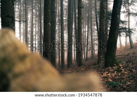 Point of view of a misty forest with bokeh of a rock in front.