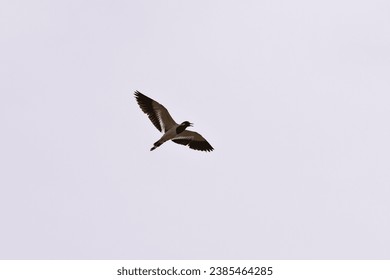 A point of view on flying red-wattled lapwing in plain sky during the summer in India