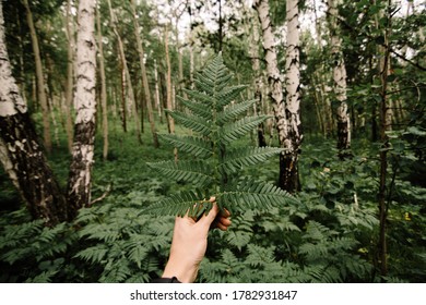 Point Of View Shot On Hand With Leaf Of Fern