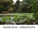 Point-a-Pierre, Trinidad and Tobago: February 17, 2021: Water lilies in the Point a Pierre Wildfowl Trust pond in Trinidad. This trust is home to several species of birds and plants.