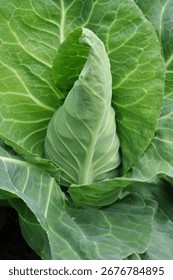Pointed cabbage in the garden.
