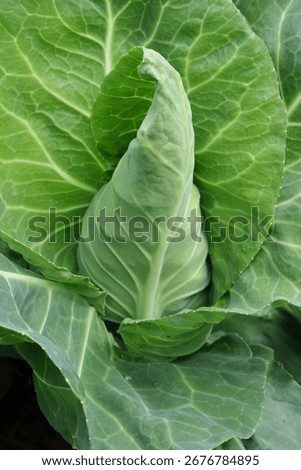 Pointed cabbage in the garden.
