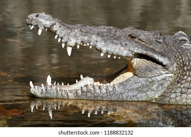 Pointed Crocodile (Crocodylus Acutus) During Sunbathing