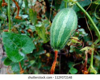 Pointed Gourd Plant 