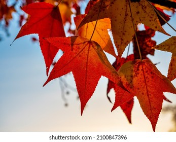 Pointed multicolored autumn maple and sycamore leaves. Close-up. Autumn and wilting of nature.