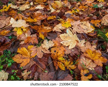 Pointed multicolored autumn maple and sycamore leaves. Close-up. Autumn and wilting of nature.