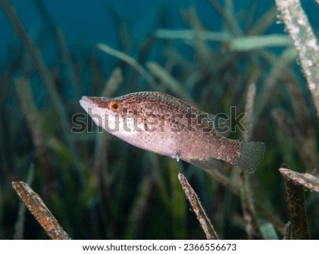 The pointed-snout wrasse - Symphodus rostratus, also known as the long-snout wrasse