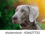 pointer dog