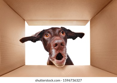 Pointer Dog Looking Into The Box With Surprise