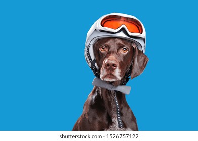 Pointer Dog In A White Sportive Helmet