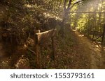 Pointer on the trail in the Park.                      