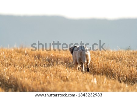 Pointer pedigree dog running over what field row