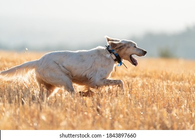 Pointer Pedigree Dog Running With Radio Gps Antenna For Training