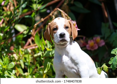 Pointer Puppy Head Against Plants