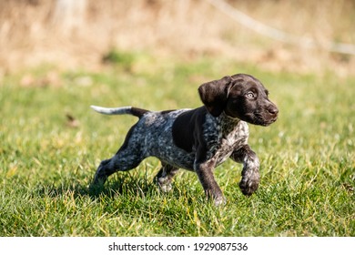 Pointer Puppy On The Grass