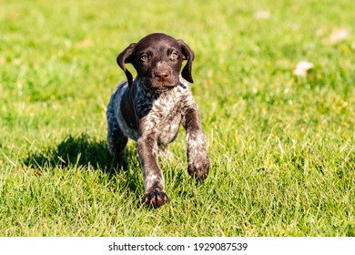 Pointer Puppy On The Grass