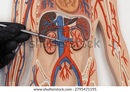Pointer Showing The Abdominal Aorta On Human Anatomy Model