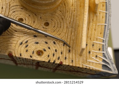 Pointer Showing Circumferential Lamellae On Compact Bone Model