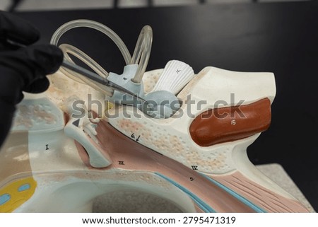 Pointer Showing The Cochlea On Ear Anatomy Model