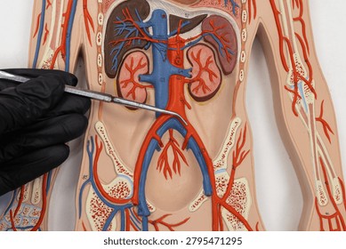 Pointer Showing The Common Iliac Artery On Human Anatomy Model