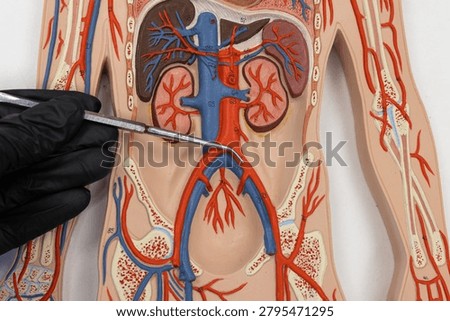 Pointer Showing The Common Iliac Artery On Human Anatomy Model