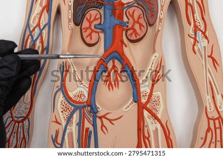 Pointer Showing The Common Iliac Vein On Human Anatomy Model