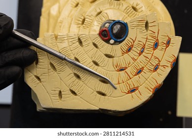 Pointer Showing Concentric Lamellae On Osteon Bone Model