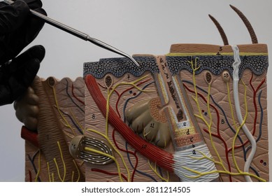 Pointer Showing The Epidermis In Human Skin Model