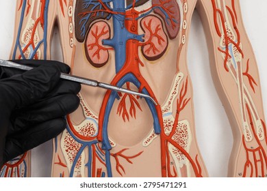 Pointer Showing The External Iliac Artery On Human Anatomy Model