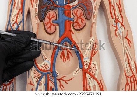 Pointer Showing The External Iliac Artery On Human Anatomy Model