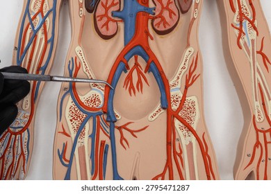 Pointer Showing The External Iliac Vein On Human Anatomy Model