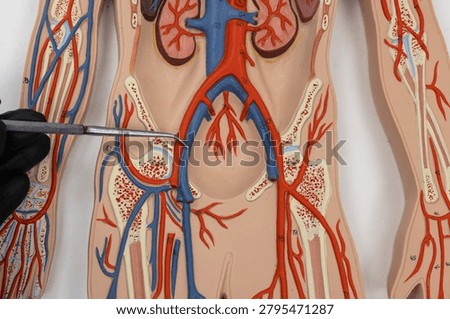 Pointer Showing The External Iliac Vein On Human Anatomy Model