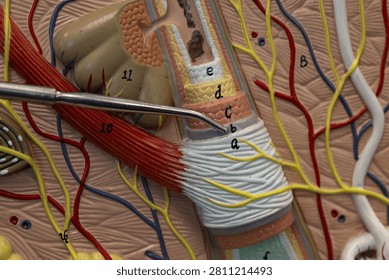Pointer Showing Glassy Membrane On Hair Follicle Model