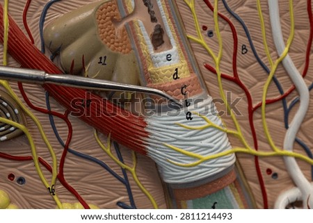 Pointer Showing Glassy Membrane On Hair Follicle Model