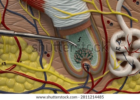 Pointer Showing Hair Bulb Matrix In Human Skin Model