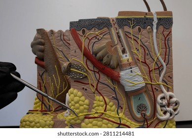 Pointer Showing The Hypodermis In Human Skin Model