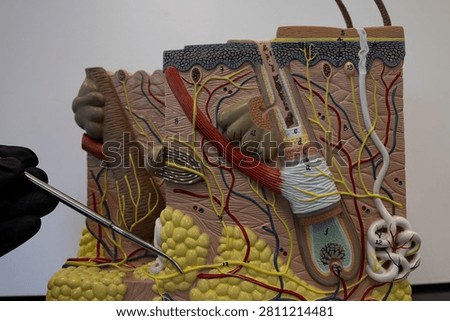 Pointer Showing The Hypodermis In Human Skin Model