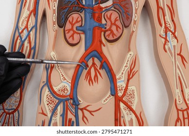 Pointer Showing The Internal Iliac Vein On Human Anatomy Model