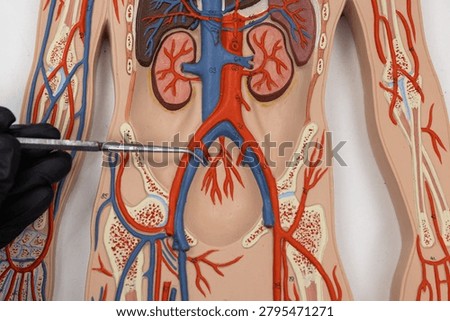 Pointer Showing The Internal Iliac Vein On Human Anatomy Model